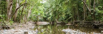 Daintree Rainforest