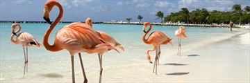 Flamingos in Aruba