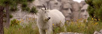 Mountain goat eating by Mount Rushmore