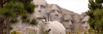 Mountain goat by Mount Rushmore