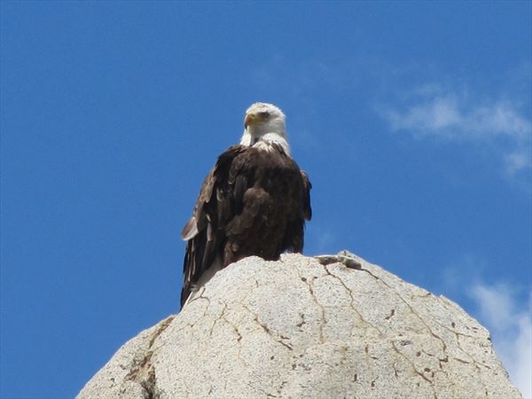 eagle in death valley