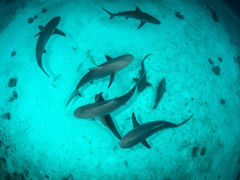 bahamas reef sharks