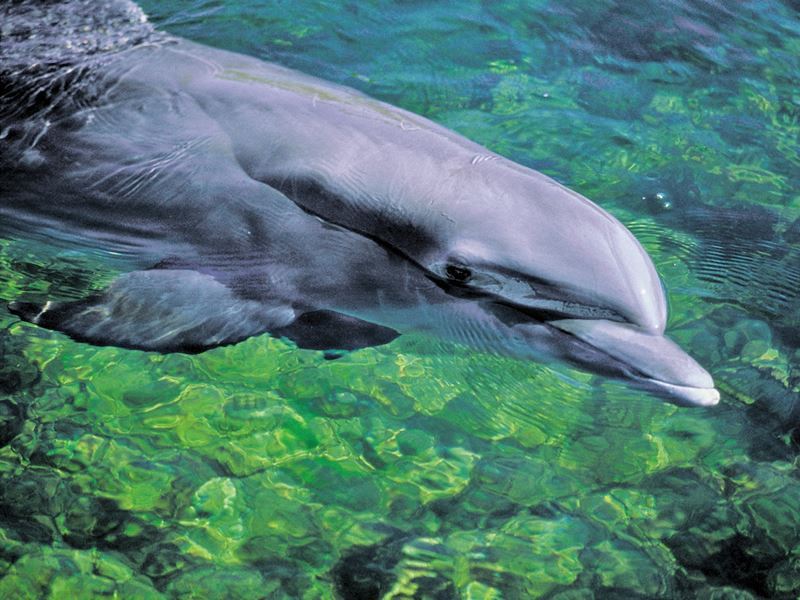 dolphin in fort myers