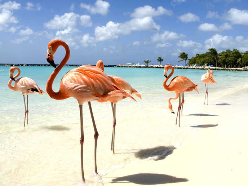 flamingos beach aruba