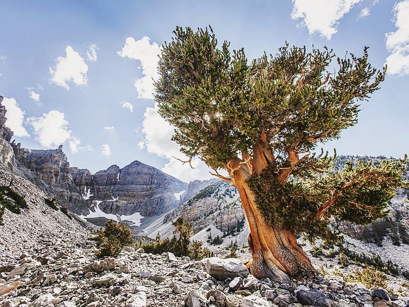 great basin national park landscape nevada