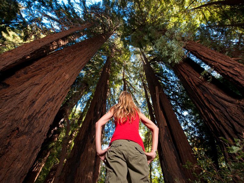 redwood hiking