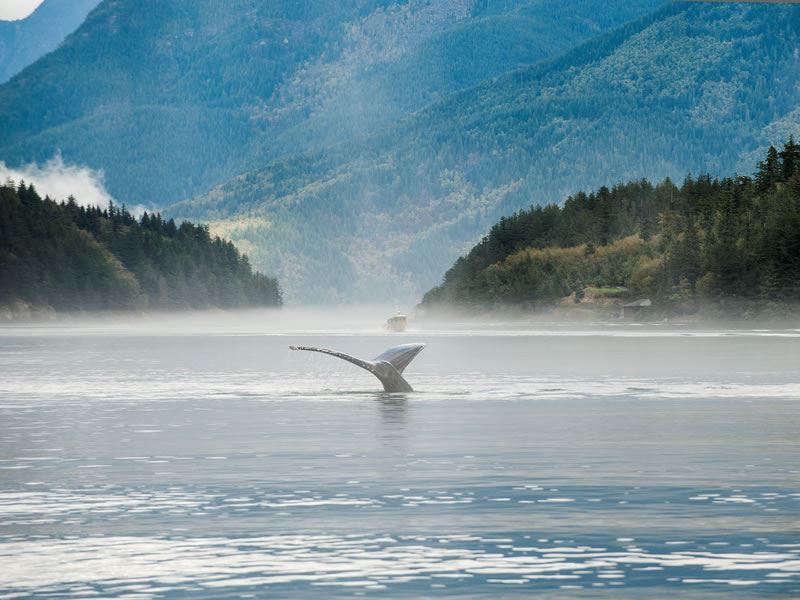 Whale watching in Sonora Island